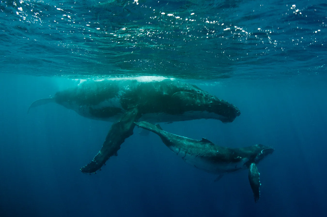 Humpbacks.jpg