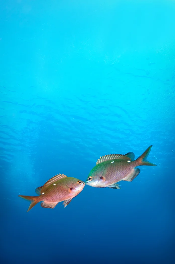 Fish Kiss HR.jpg