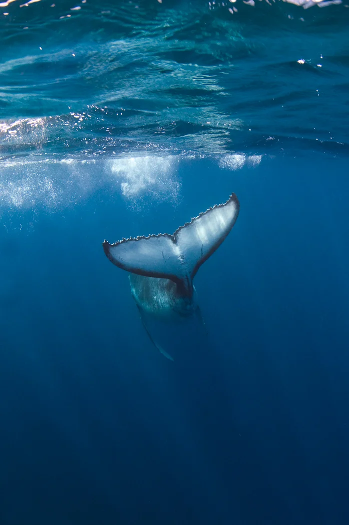 Wave of a Tail.jpg