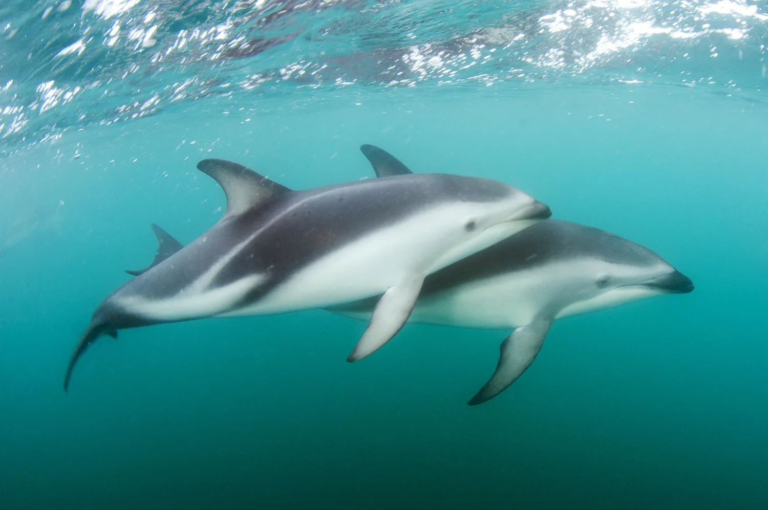 Kaikoura Dusky 3.jpg