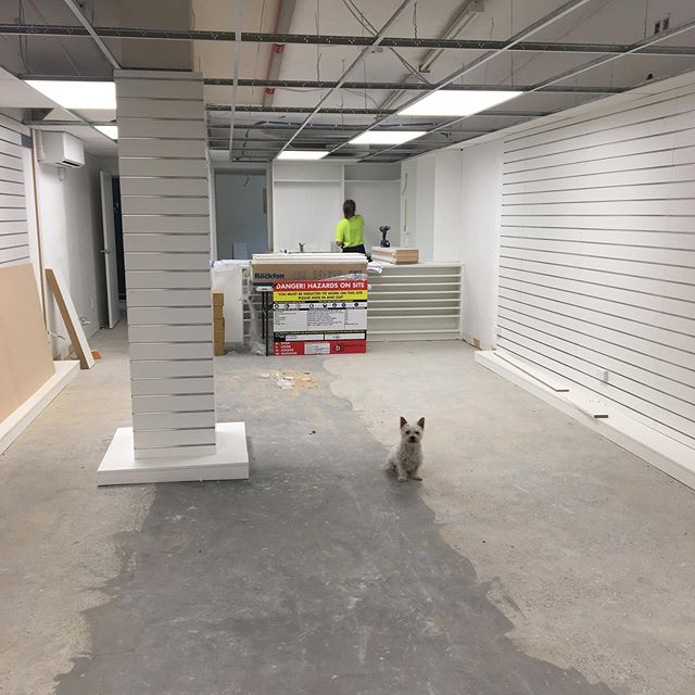 Work days are the best days when this little guy comes in for the day @oscarthedognz .
.
#takapuna #aucklandpainters #thepinkpainter