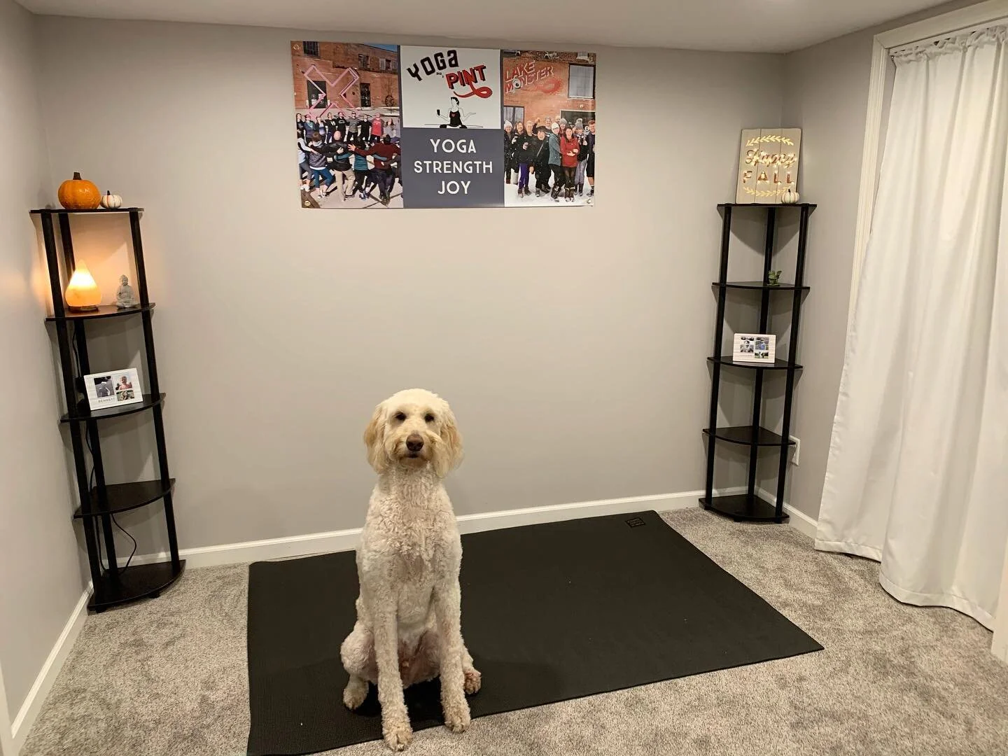 Dozer has been hard at work #behindthescenes helping me get my at home studio in tip top shape. Why you ask? For the ✨LIVE STREAMING✨ that is starting soon!

Stay tuned for all of the details on our biggest announcement yet, coming this week! #yogaon