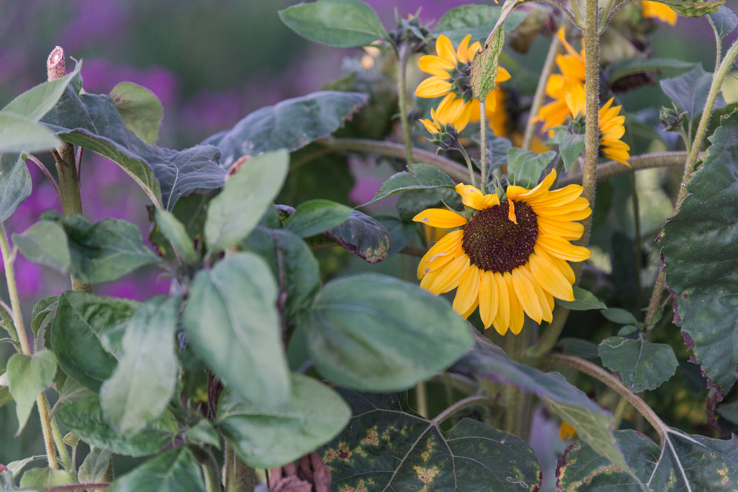 What inspires my work