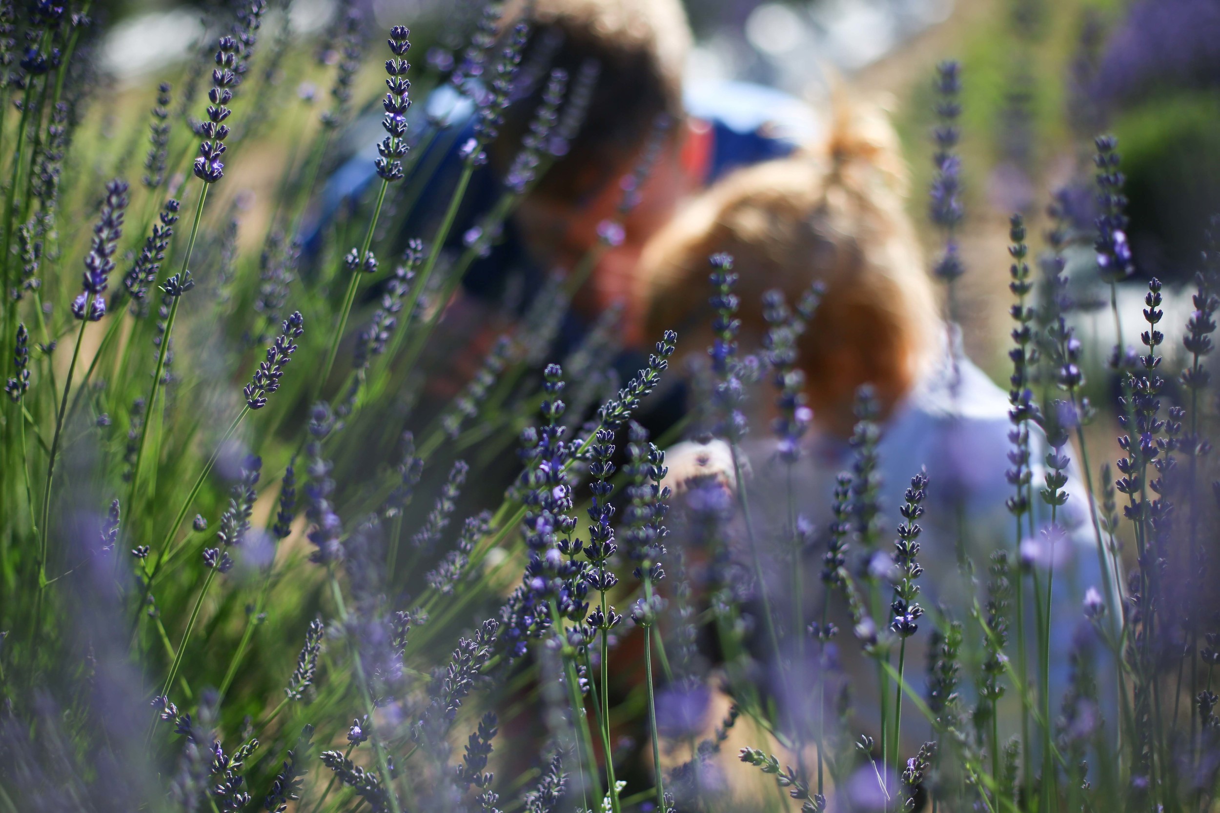 Lavendar Farm-11-2.jpg