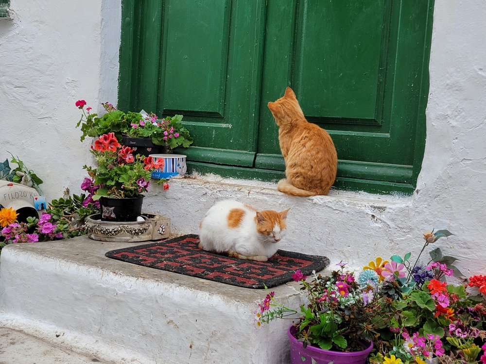 Mykonos cats are easier to find than hedgehogs or foxes