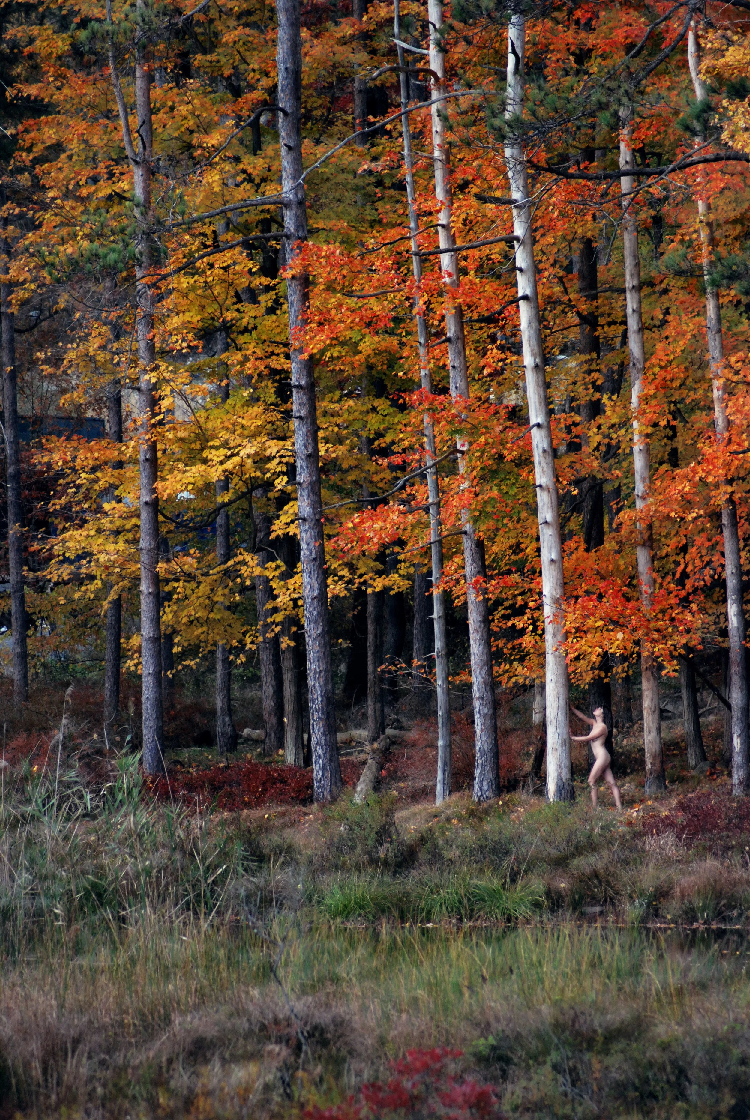 Audrey Trees.jpg