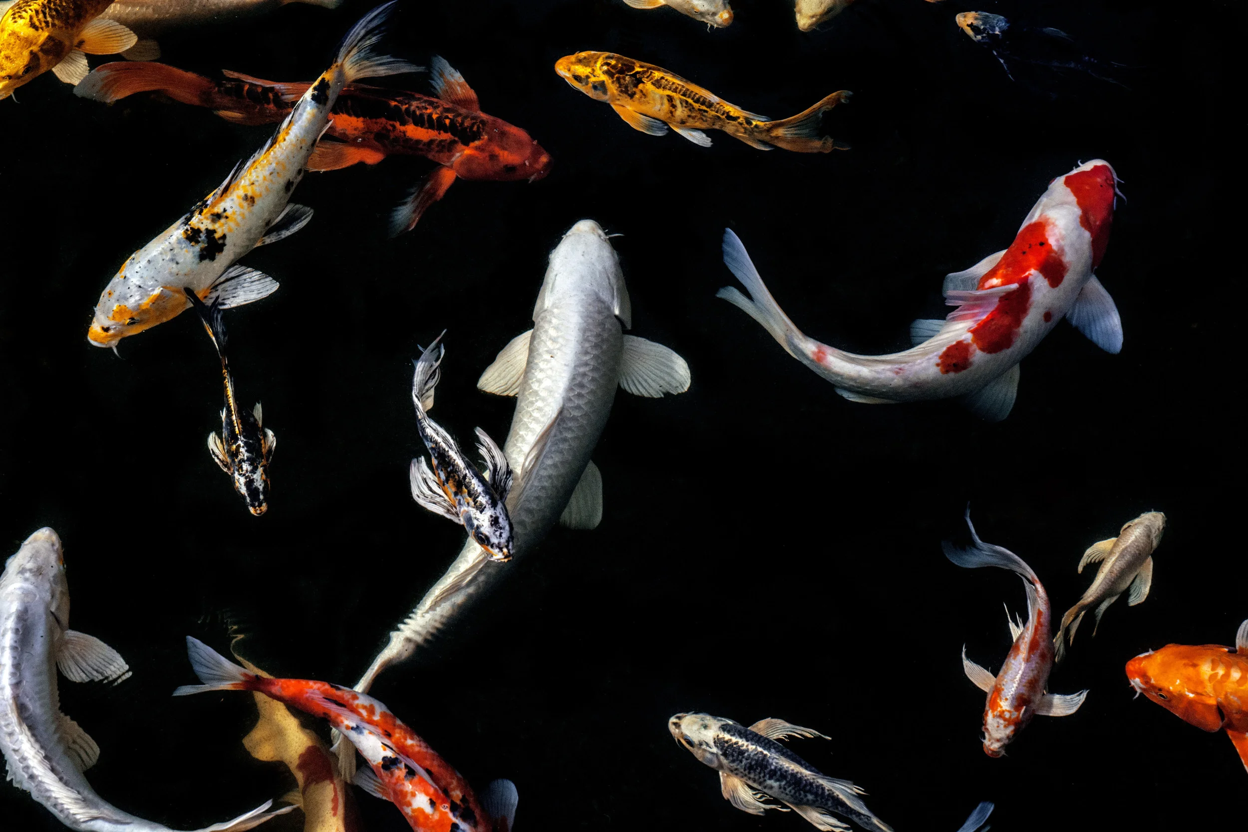 Koi_5016B-Recovered.jpg