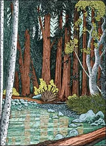 Muir Woods (II)