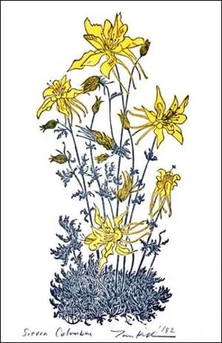 Sierra Columbine