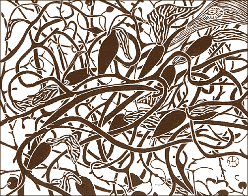 Seaweed