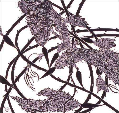 Red Kelp