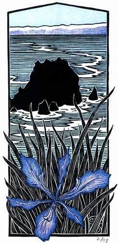 Wild Iris, Chimney Rock (Pt. Reyes)