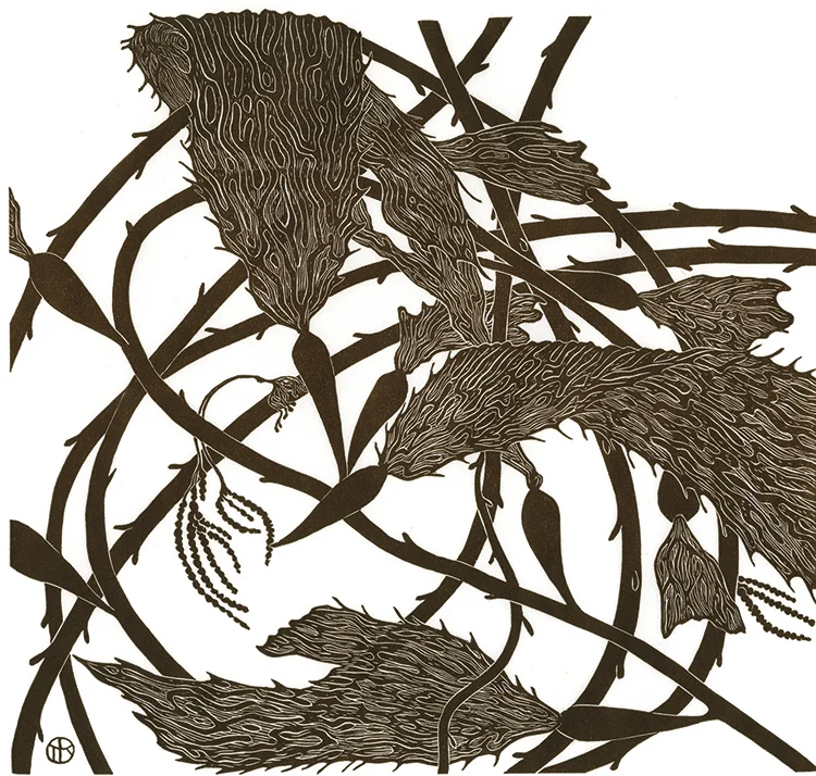 19 Red Kelp.jpg