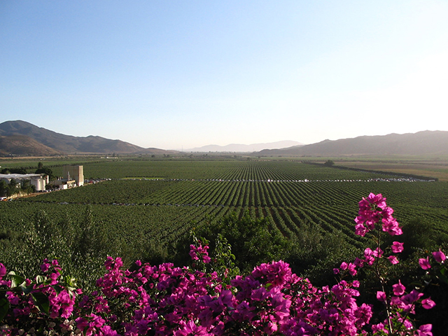 The Secret of Valle de Guadalupe's Wine (R)evolution