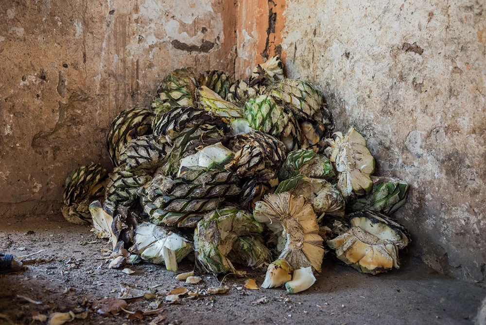Raicilla: The Other Mezcal