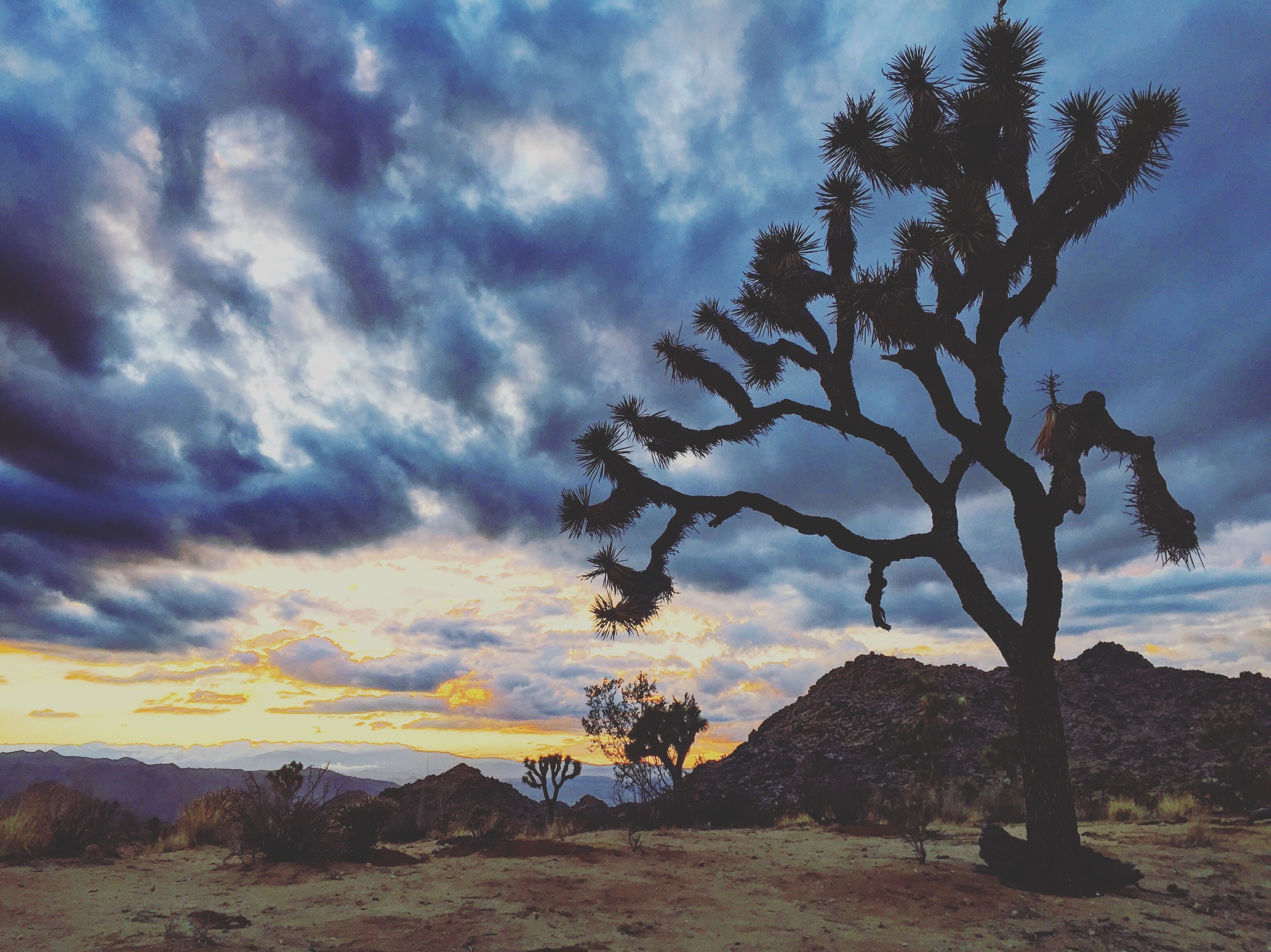 joshuatree.jpg