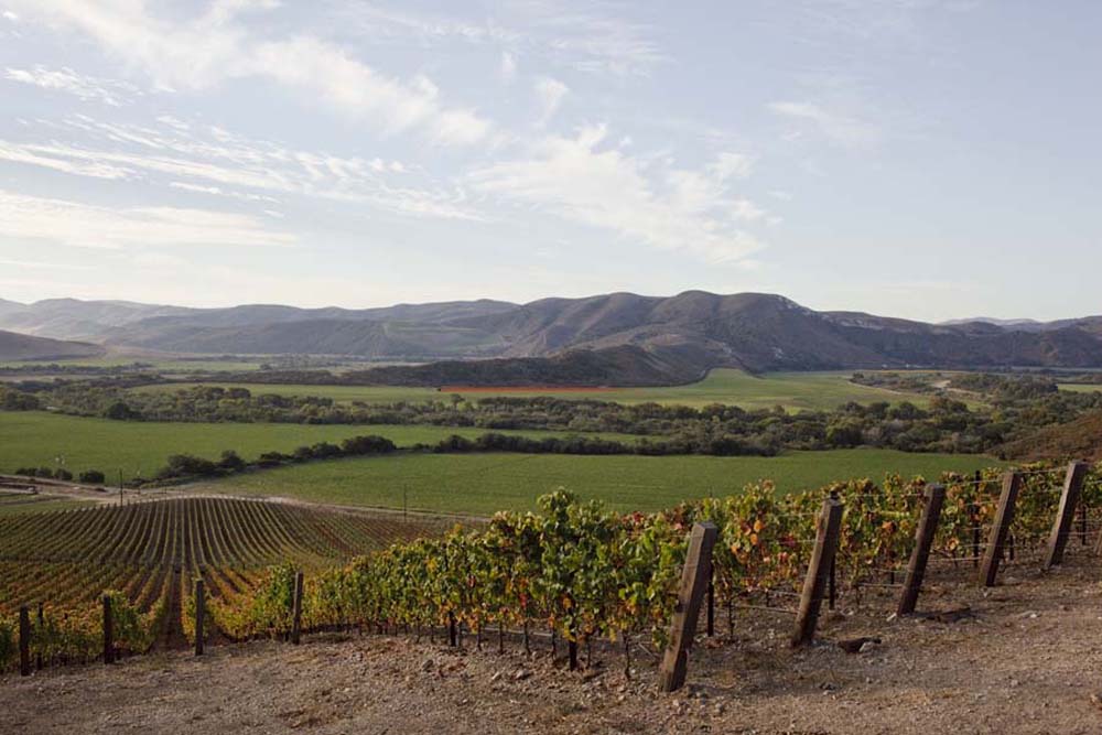 The Rise of Natural Wine