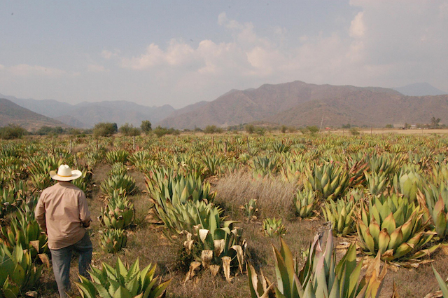 Is This the New Mezcal?