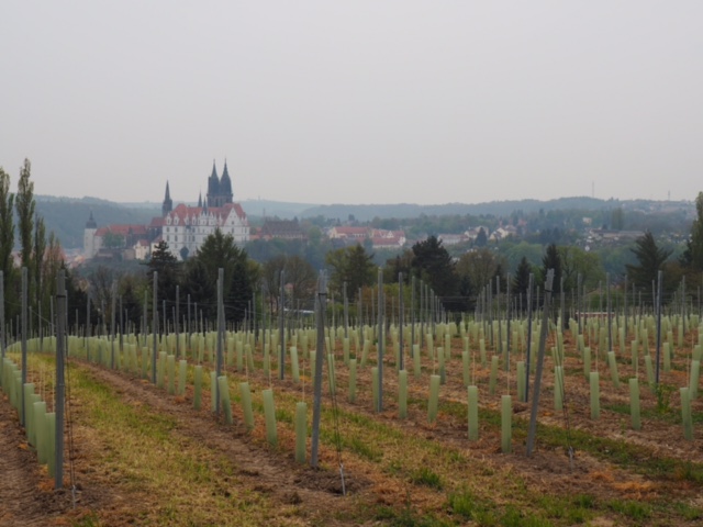 Schloss-Proschwitz winery in Meissen, Saxony
