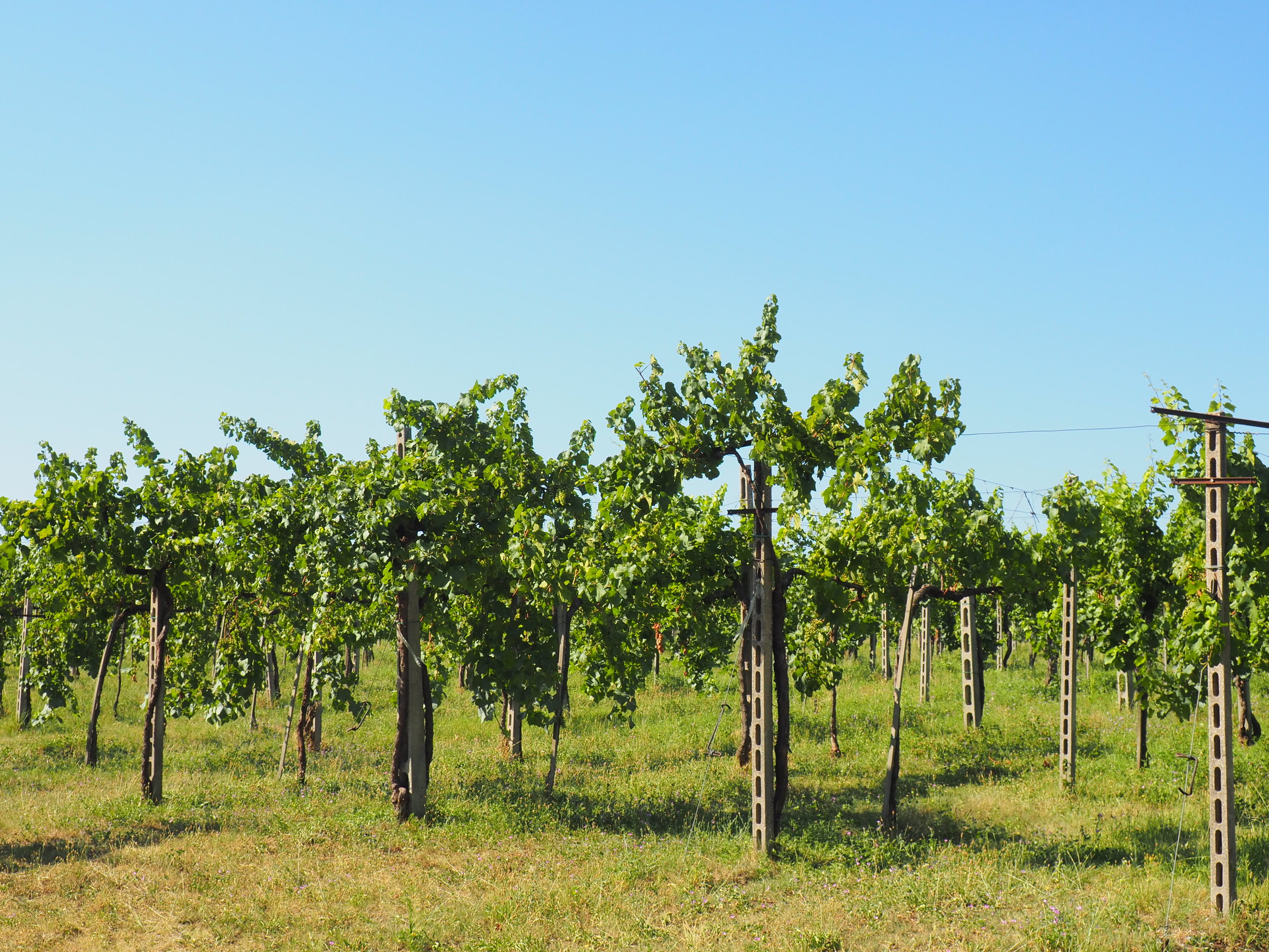 Franciacorta vines. Photo by me.