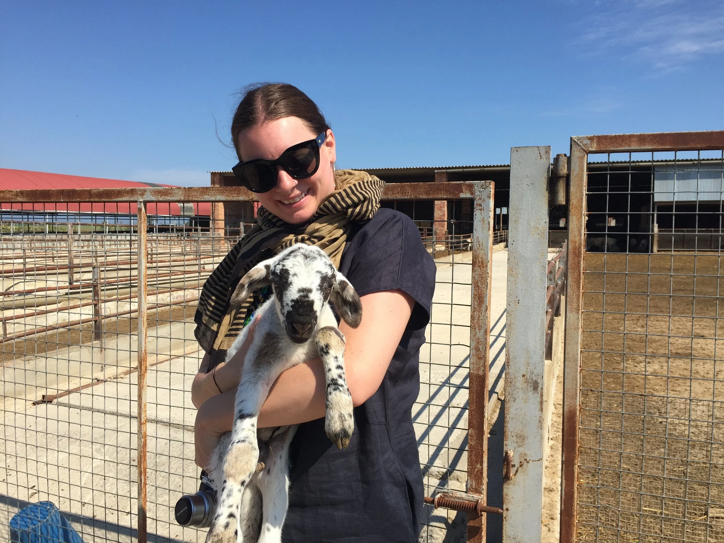 A ripollese sheep at Mas Marce in Siruana, Spain. I'll be writing a story about this little guy for Life & Thyme.