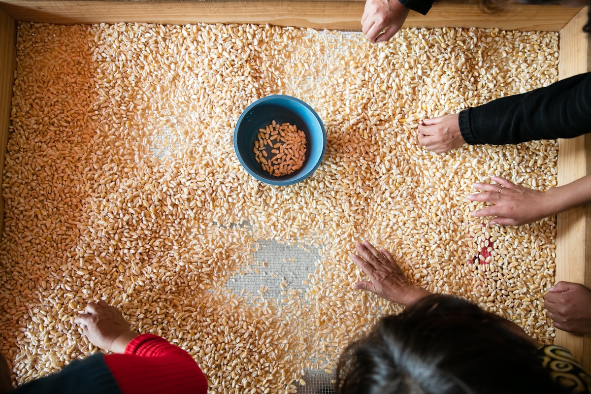 Masienda's Shared Quest to Save Mexico's Ancient Corn Heritage
