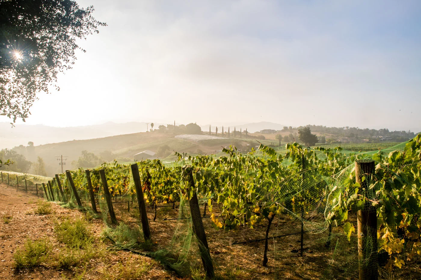 Making Waves in Wine