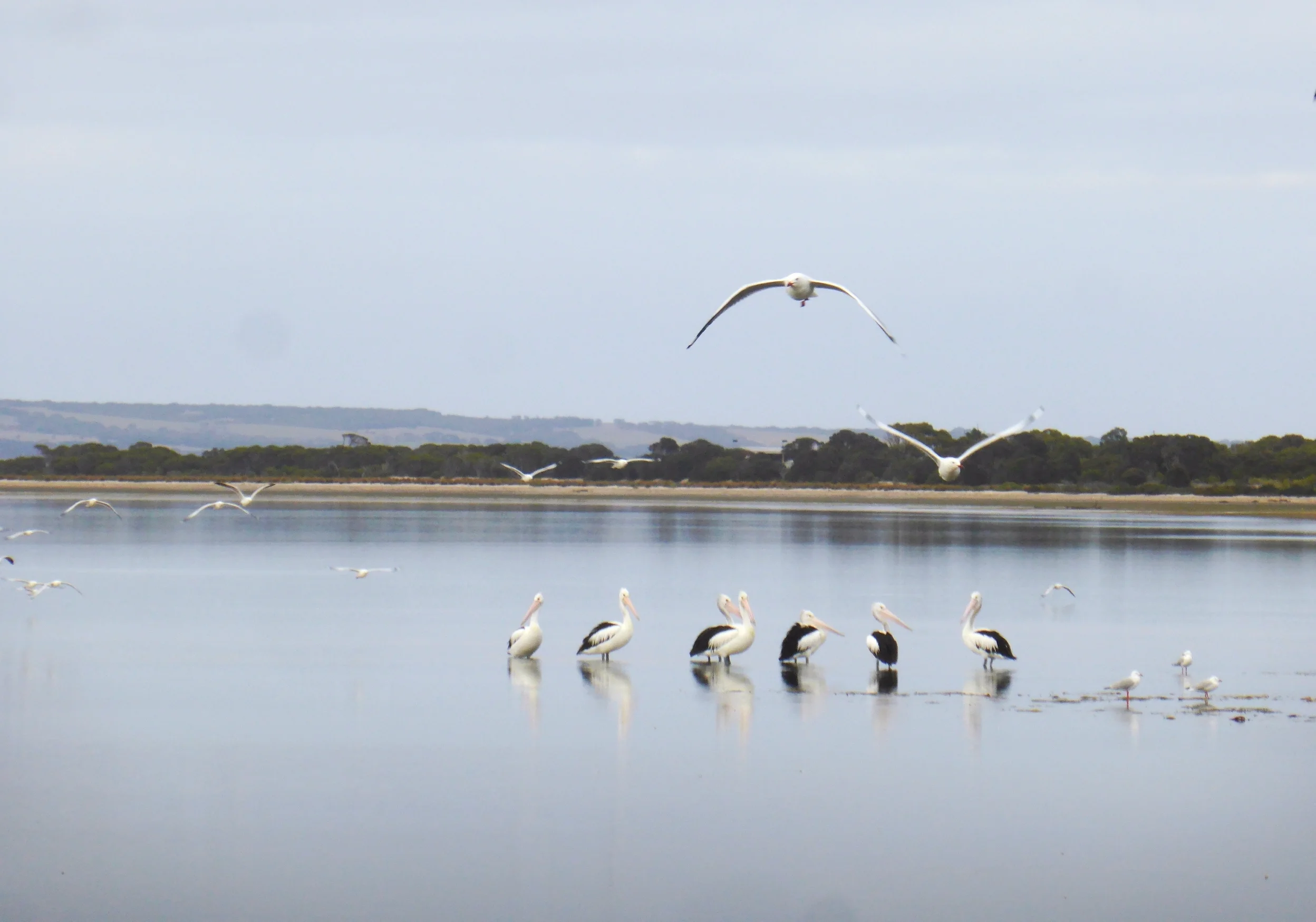 Pelican title dhot.jpg