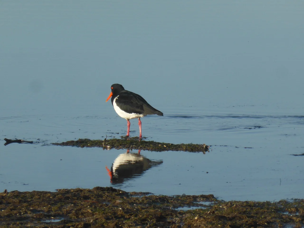oyster catcher reflection.jpg
