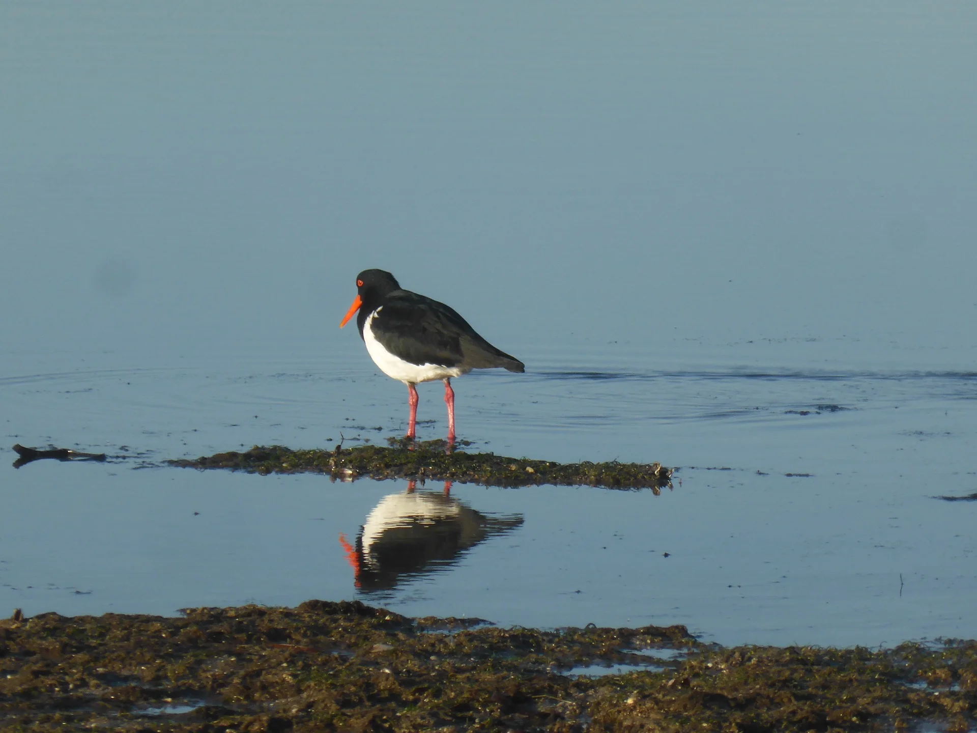 Oyster catcher reflect.jpg
