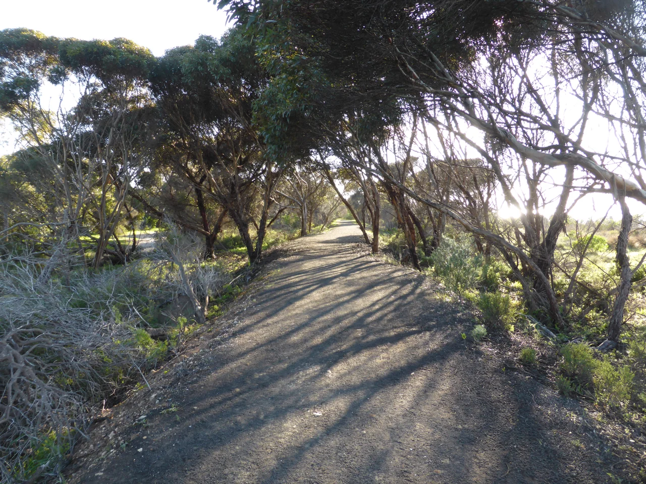 best path to beach.jpg