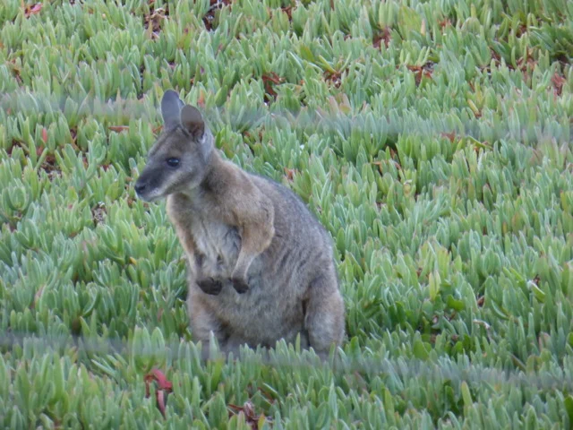Tamarr wallaby at cabins.jpg