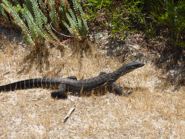 Rosenberg's (Heath) Goanna lays its eggs in termite mounds. They are incubated at the perfect temperature and breakfast on termites when they hatch.