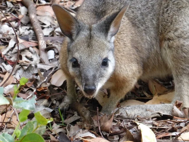 Tammar wallaby at Rocky River, Flinders Chase