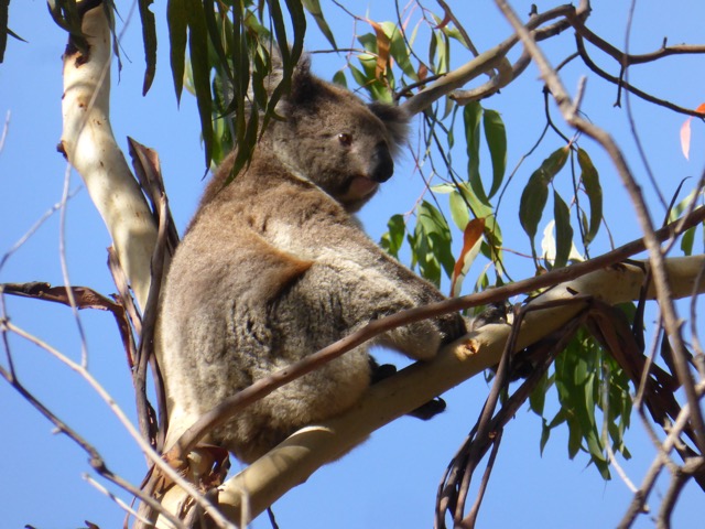 Koala at Hanson Bay Wildlife Sanctuary