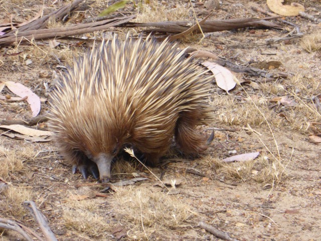 The echidna has a long pointy nose for finding buried insects and sharp rear digging claws