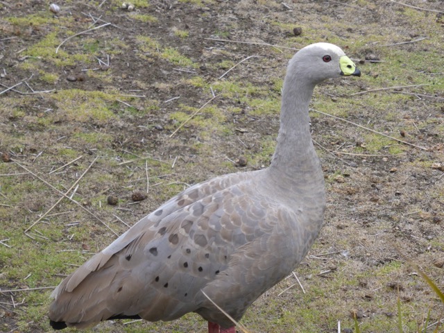 Large numbers of Cape Barren Geese nest in grass tufts at Black Swamp, Flinders Chase (near the Visitor Centre)