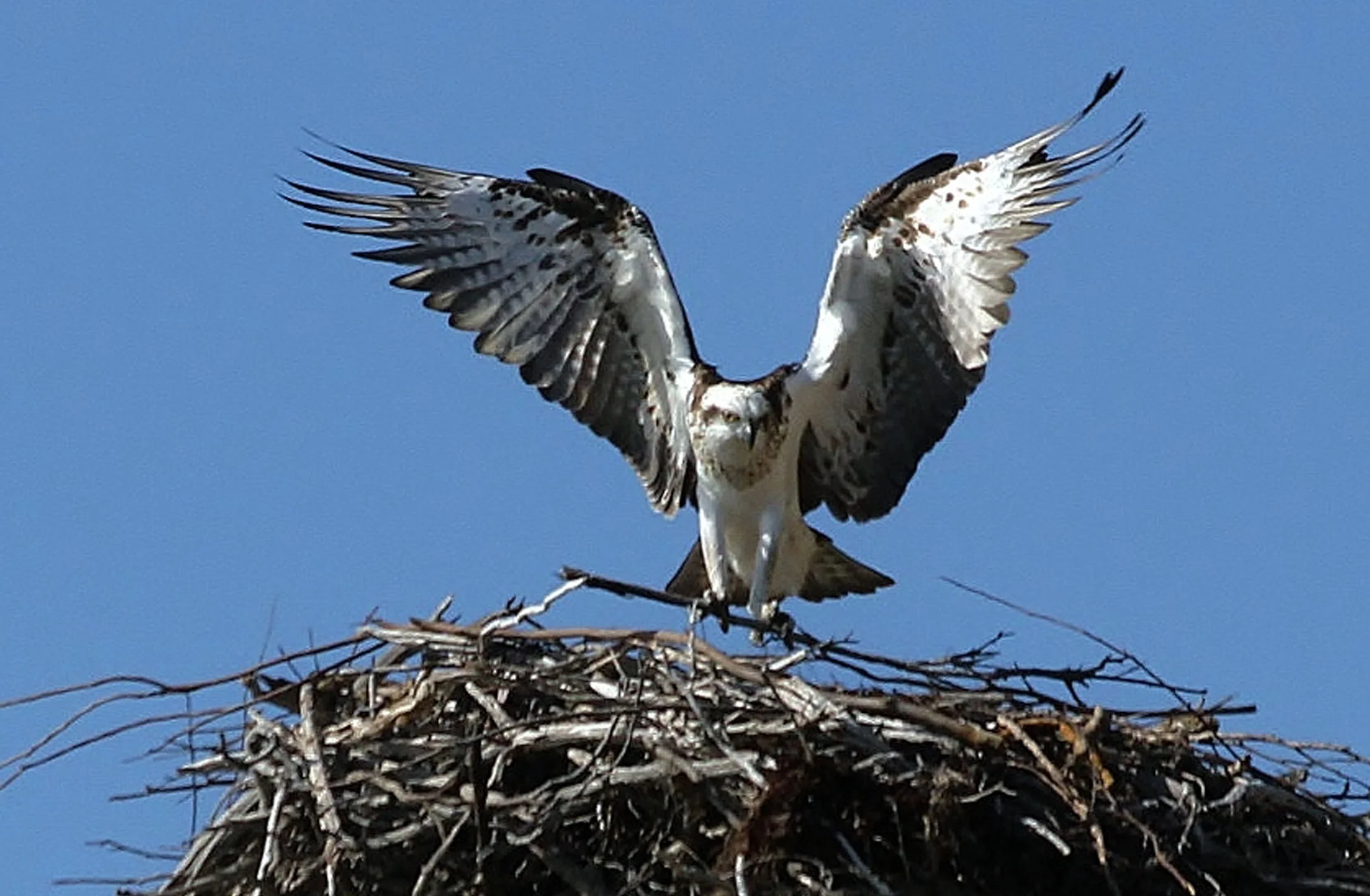 Eastern Osprey - spring.jpg