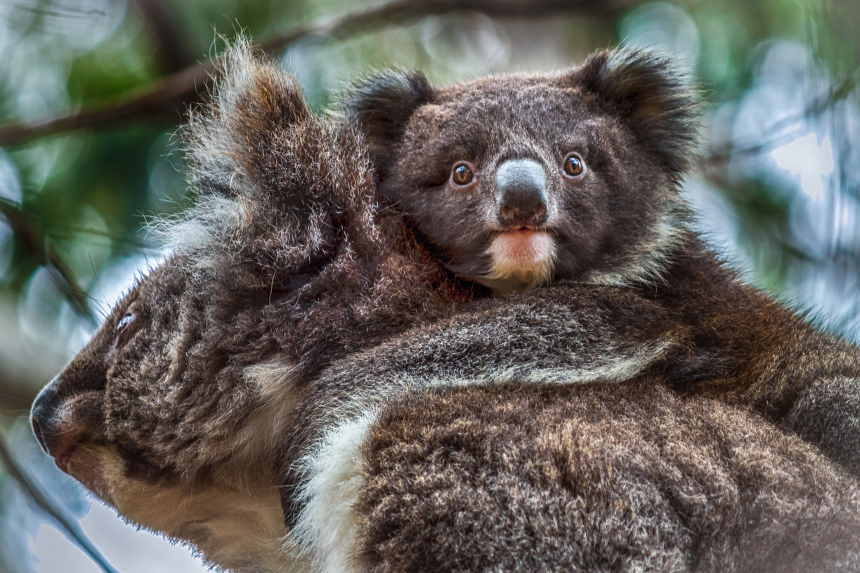 Koala and joey