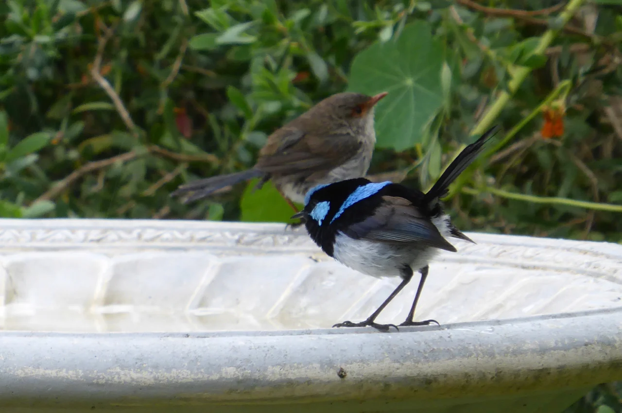 A superb fairywren couple take a bath at Island Chalet