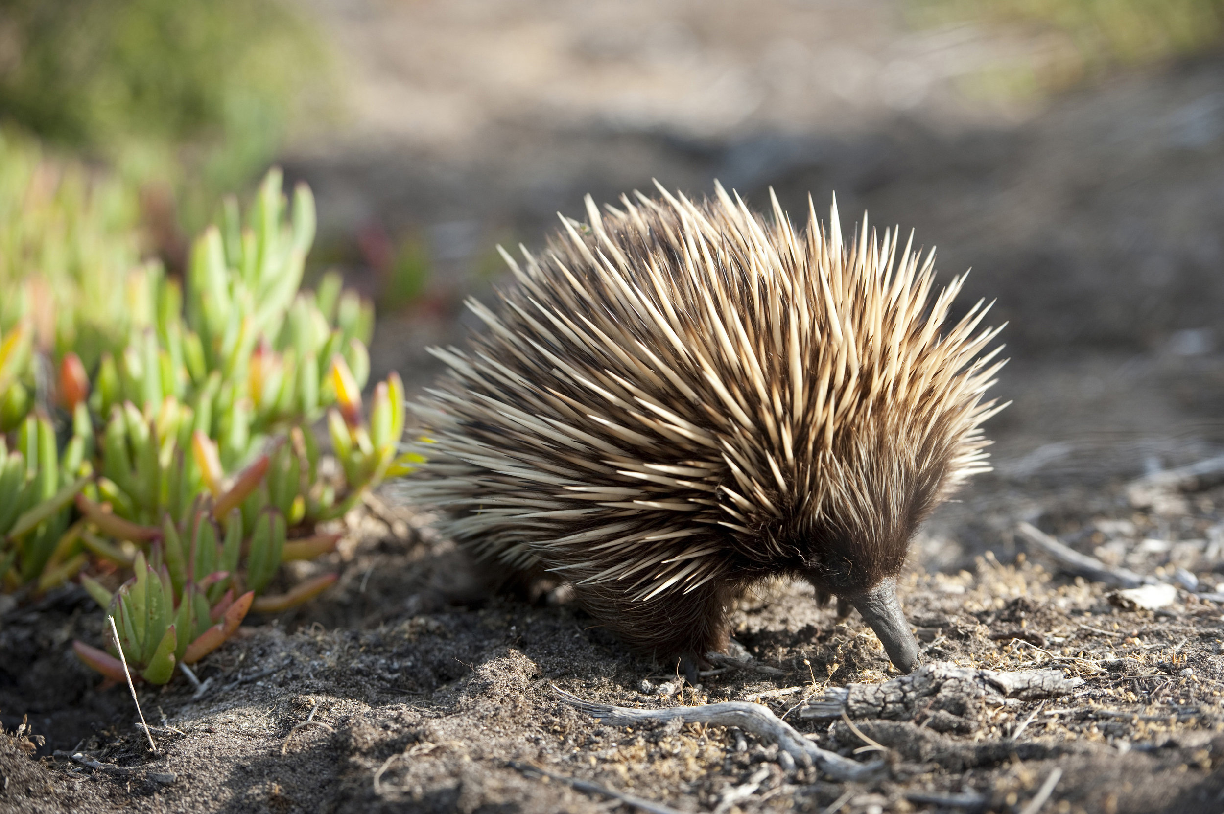 Echidna.jpg