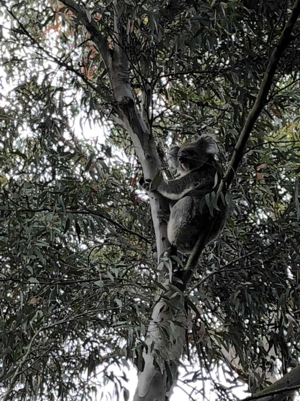 Koala at Island Chalet.jpg