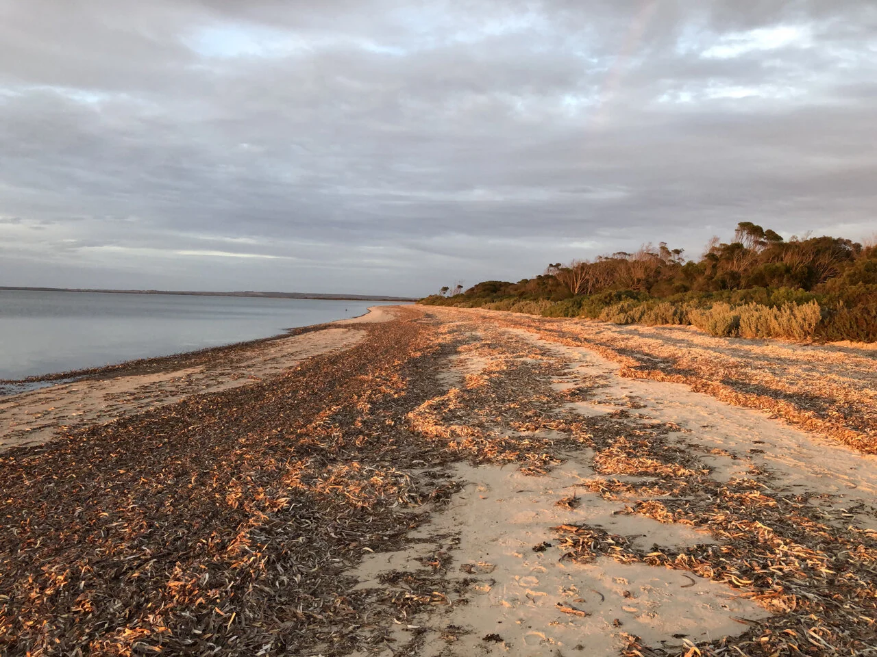Dawn walk along the beach