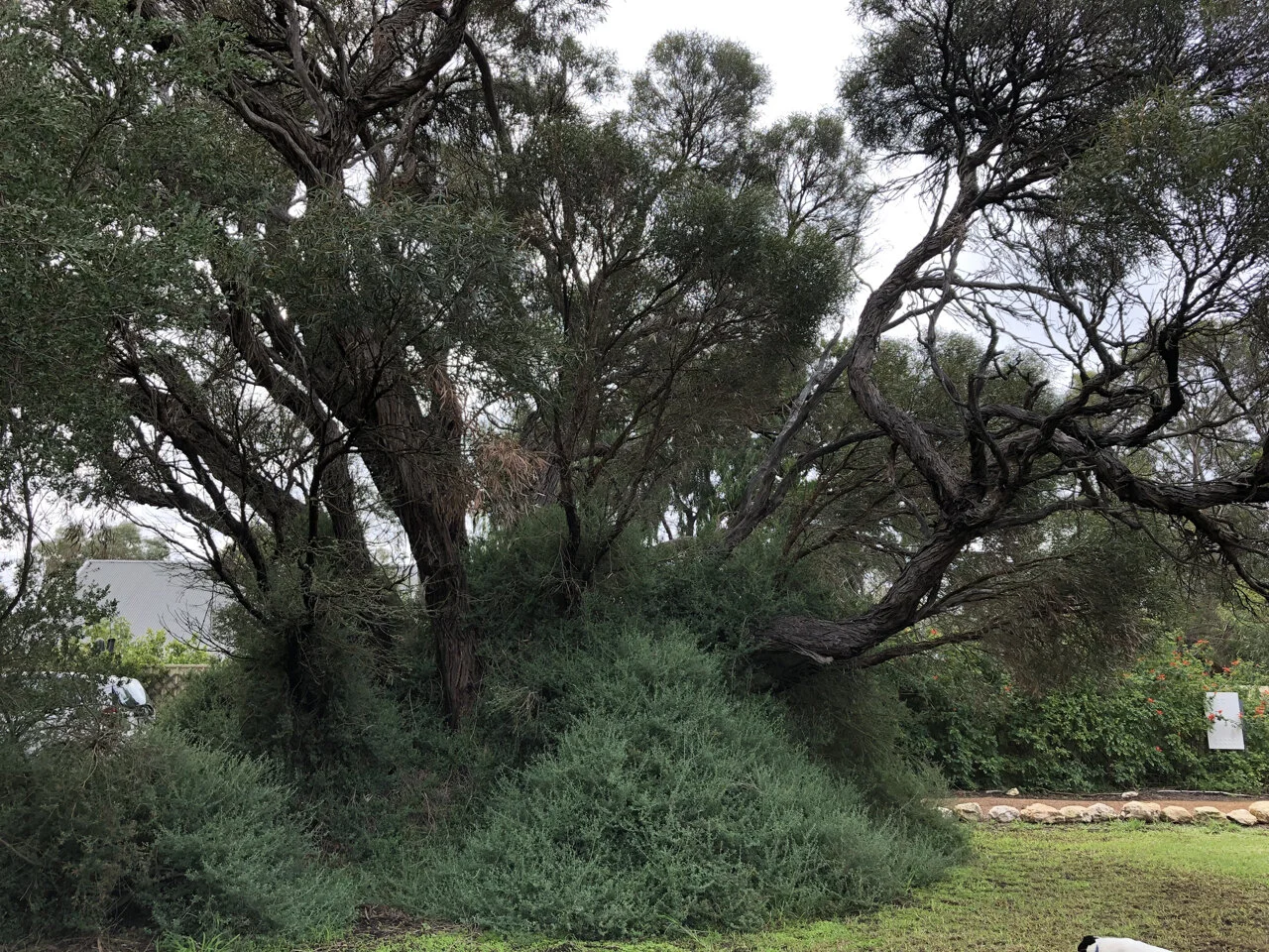 400  yr tree back.jpg