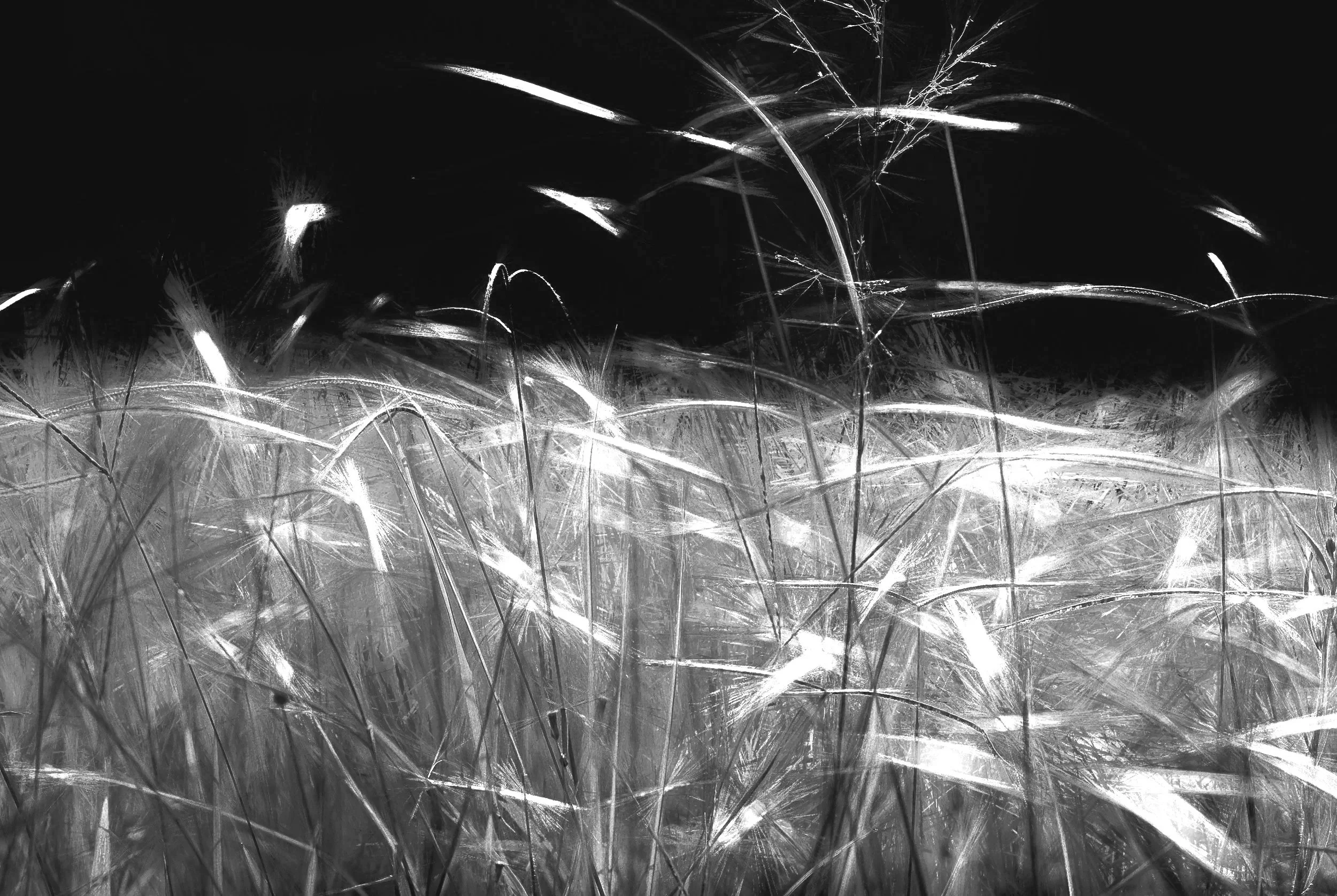 Grass+Level+%2850x33.4+Hahnemu%CC%88le+Photorag%29+copy.jpg