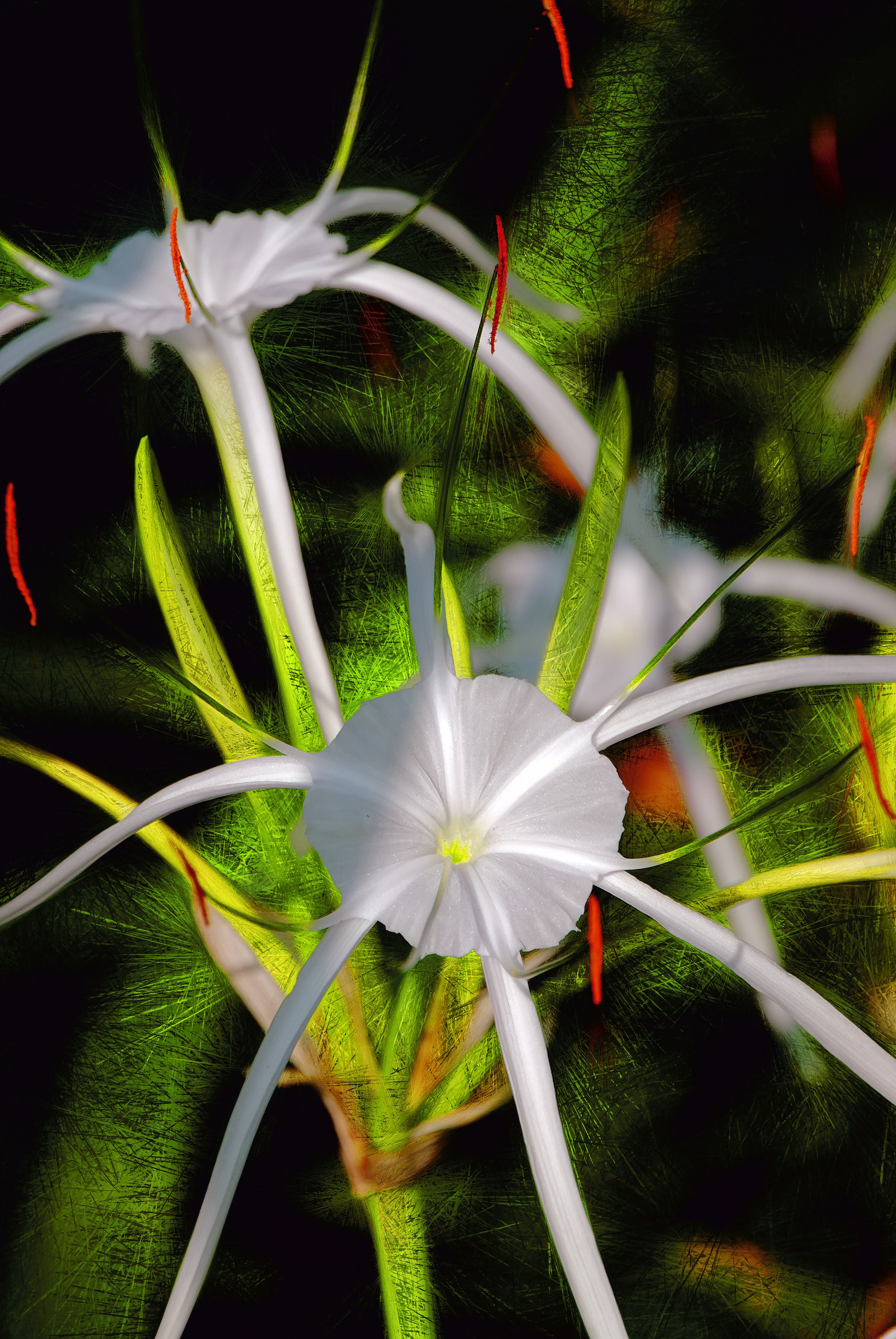 White Flower (50x33.5 Hahnemüle Photorag) copy.jpg