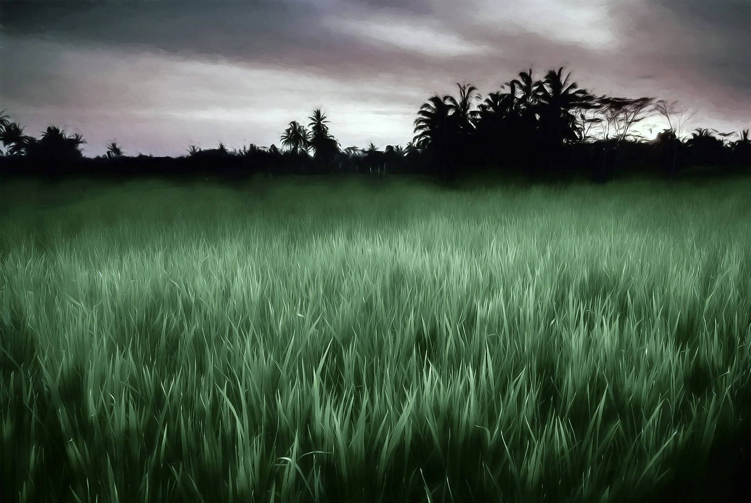 Sawah (50x39.5 Hahnemüle Photorag) copy.jpg