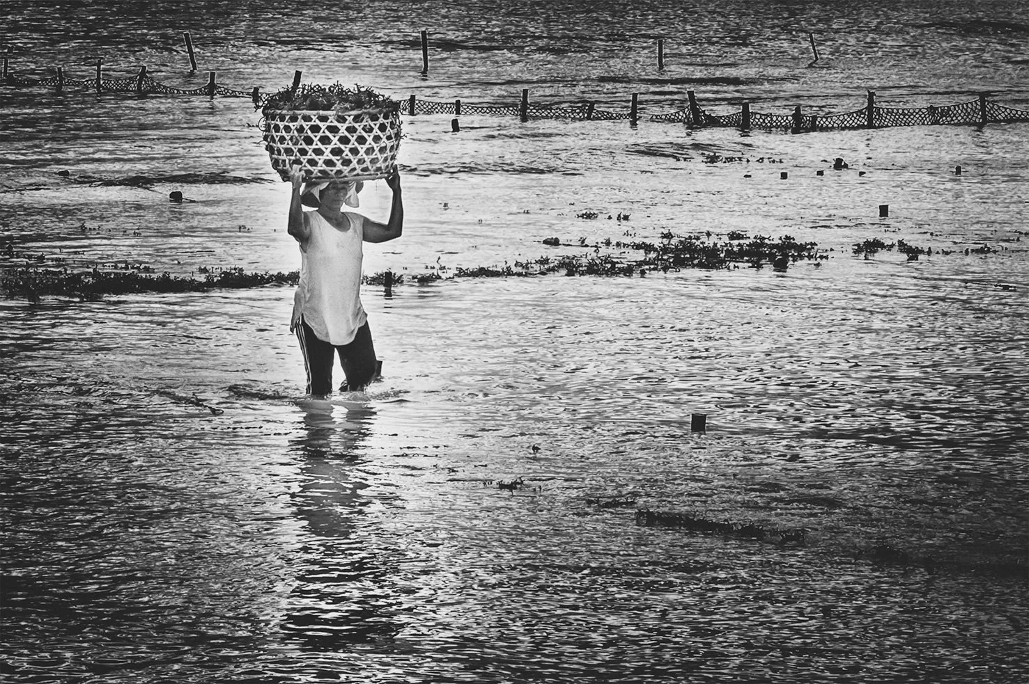 seaweed-farmer-pullman-copy.jpg