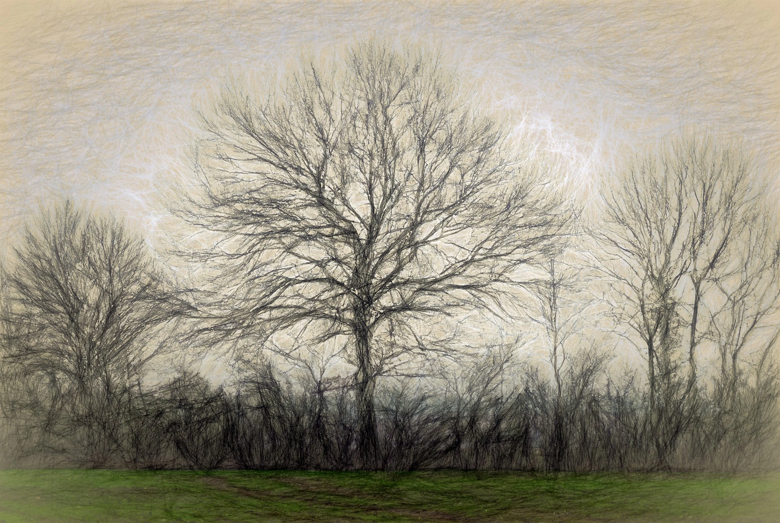Hedgerow in Winter (50x33.5 Hahnemüle Photorag) copy.jpg