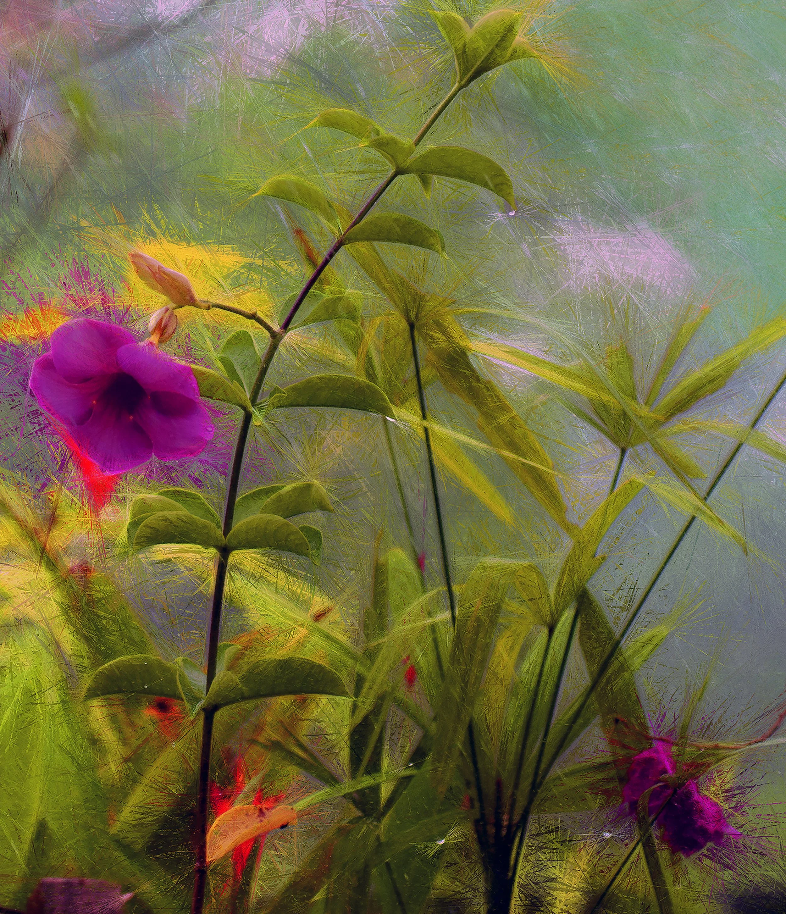 Flower Power (43x50 Hahnemüle Photorag) copy.jpg